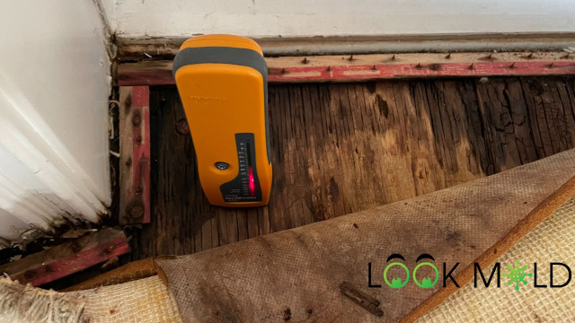 Subfloor with mold growth revealed