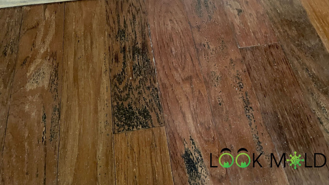 Different flooring types that can be affected by mold