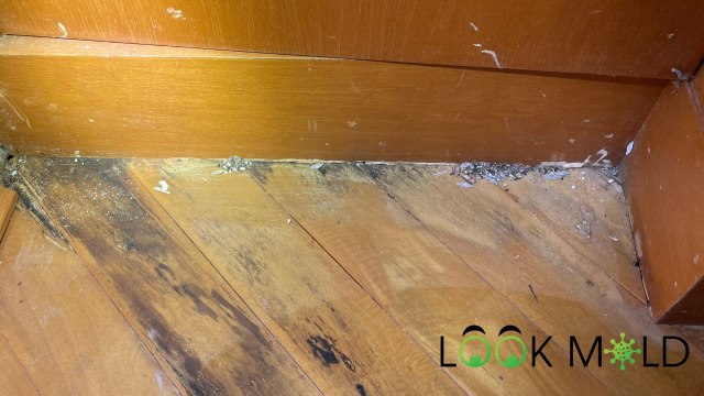 Visible mold growing on wood flooring