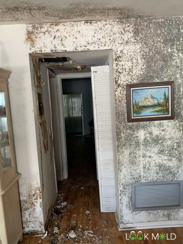 Black Mold In Destroyed House