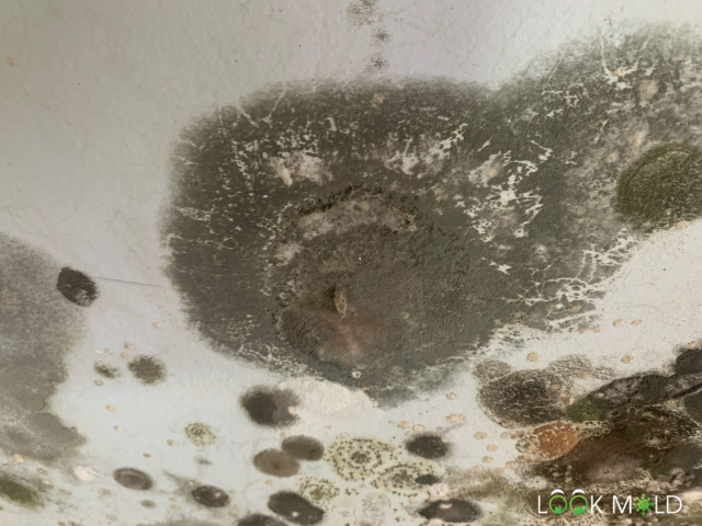 black-and-green-mold-spots-on-wall-lookmold