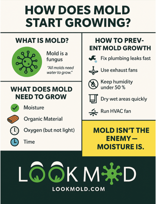 How_Does_Mold_Grow