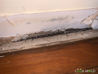 black-mold-damage-along-baseboard-lookmold